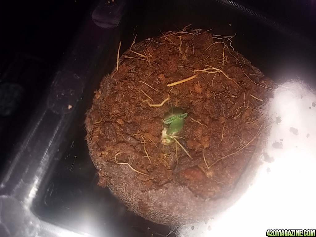 First grow