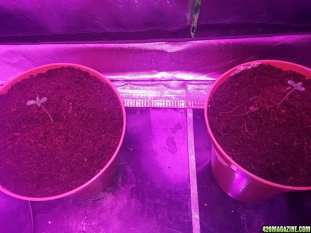 First grow