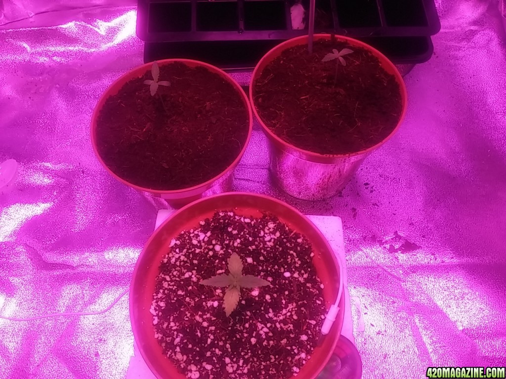 First grow