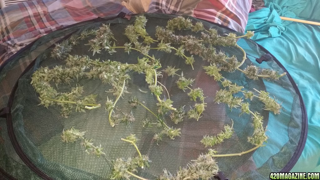 First Harvest