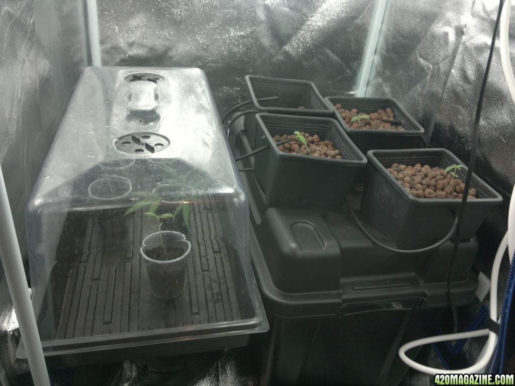 first hydro grow 2013