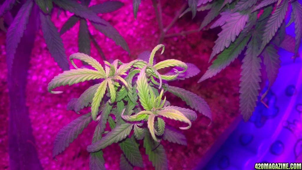 First LED Grow