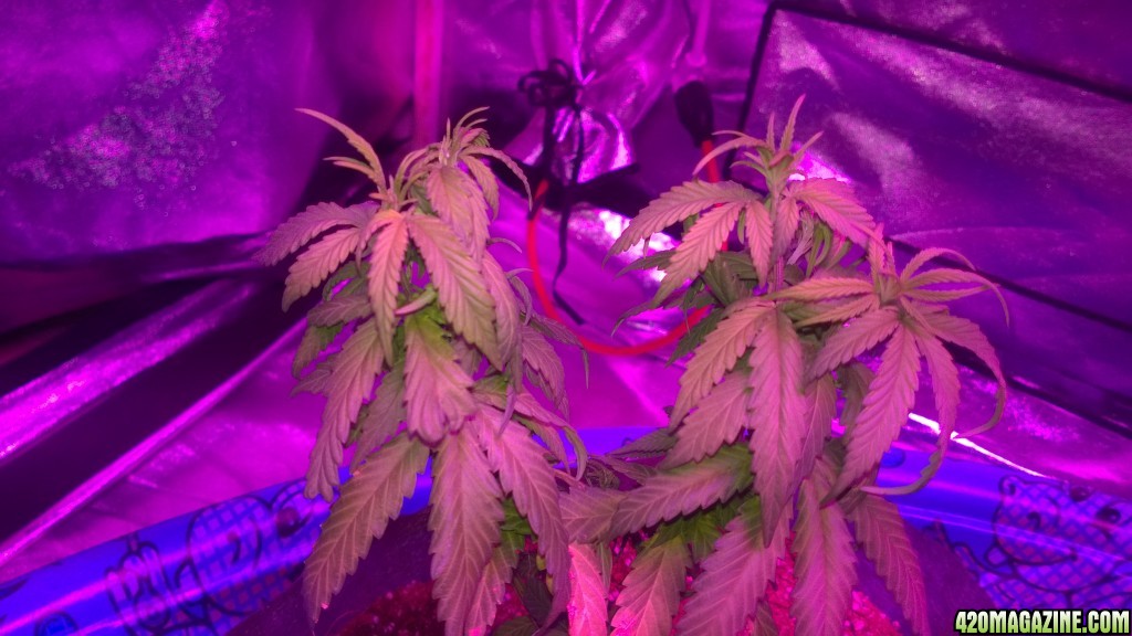 First LED Grow