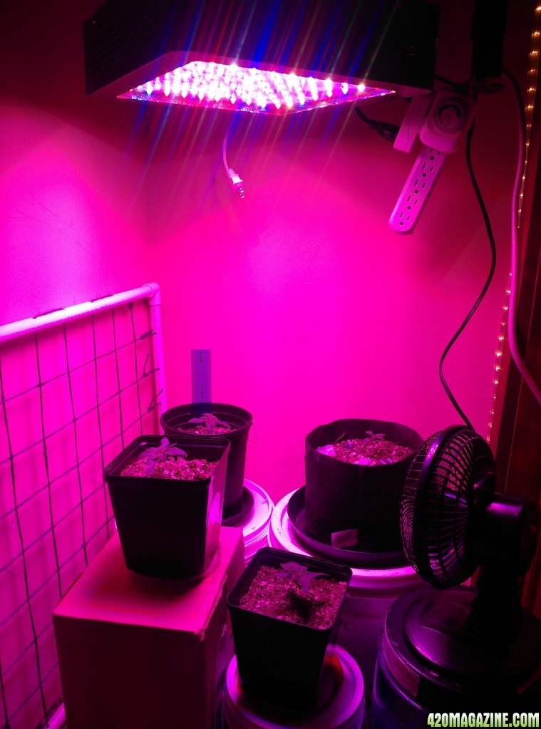 First LED Grow