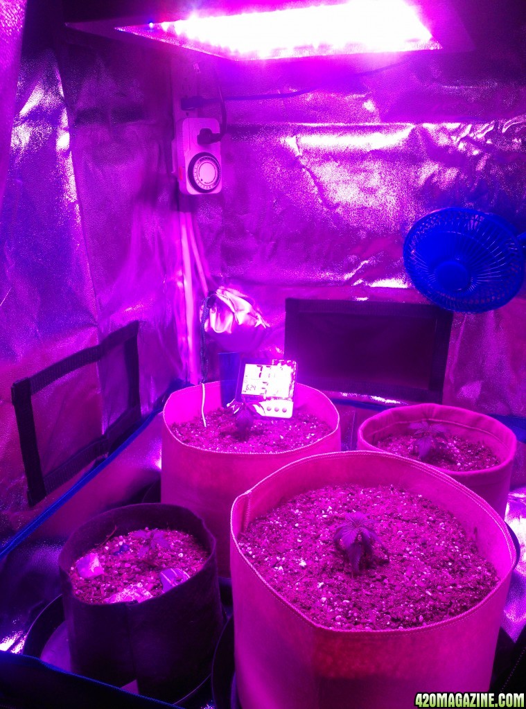 First LED Grow