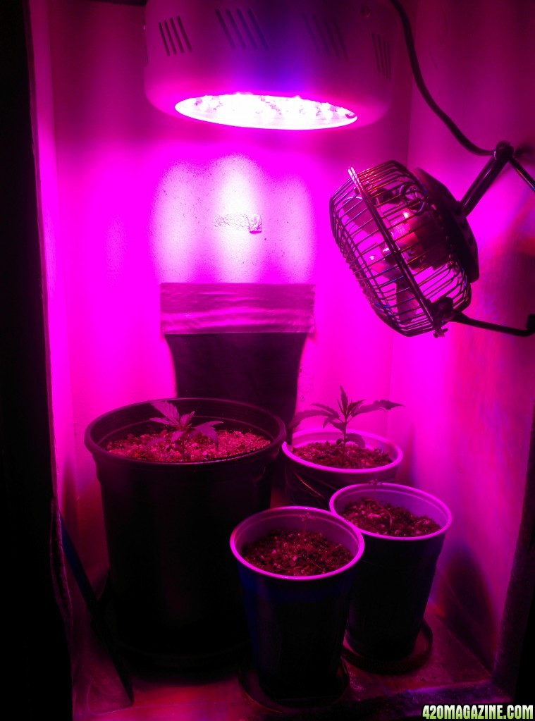 First LED Grow