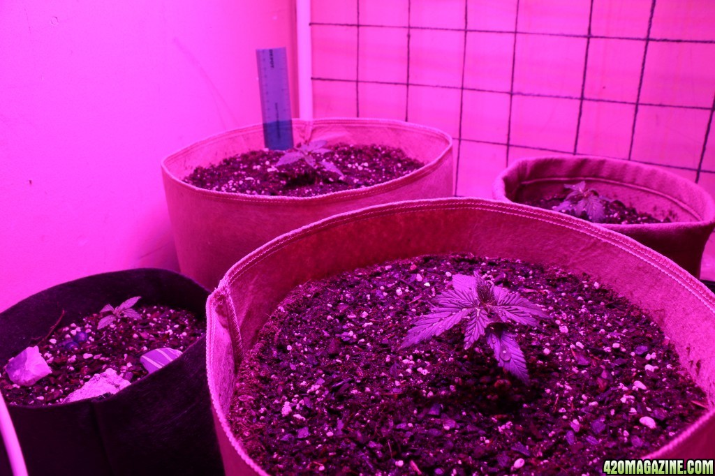 First LED Grow