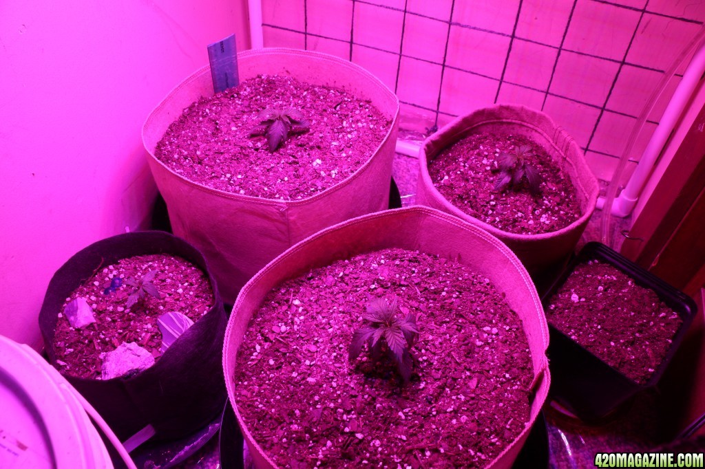 First LED Grow