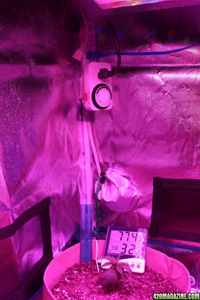 First LED Grow