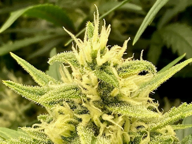 First Level Bud Titan 5 17.jpg