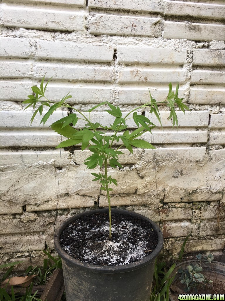 first LST