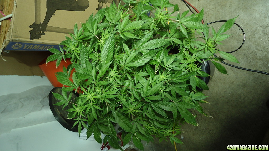 FIRST MED GROW, FLOWERING UPDATE PIC 29