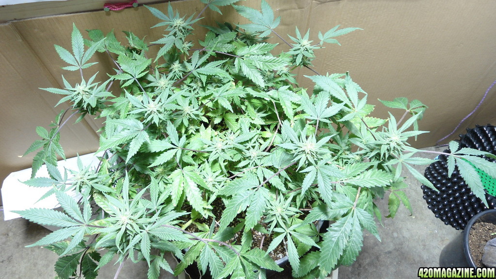 FIRST MED GROW, FLOWERING UPDATE PIC 30