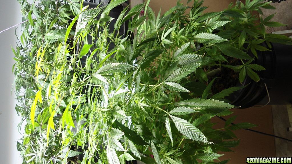 FIRST MED GROW, FLOWERING UPDATE PIC 40