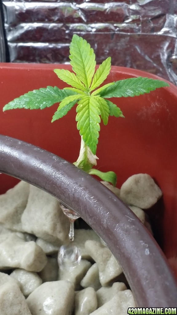 First Month Difficulties on New Grow