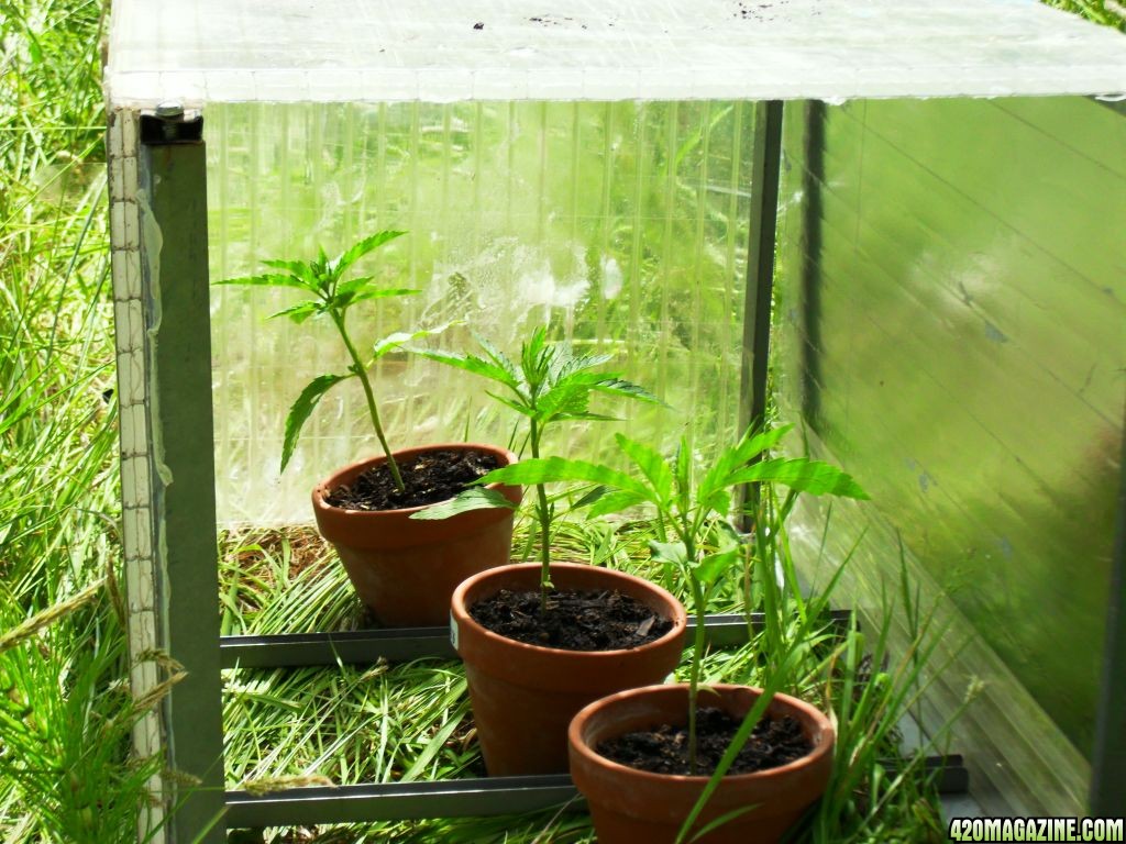 First Outdoor Grow Inside Greenhouse