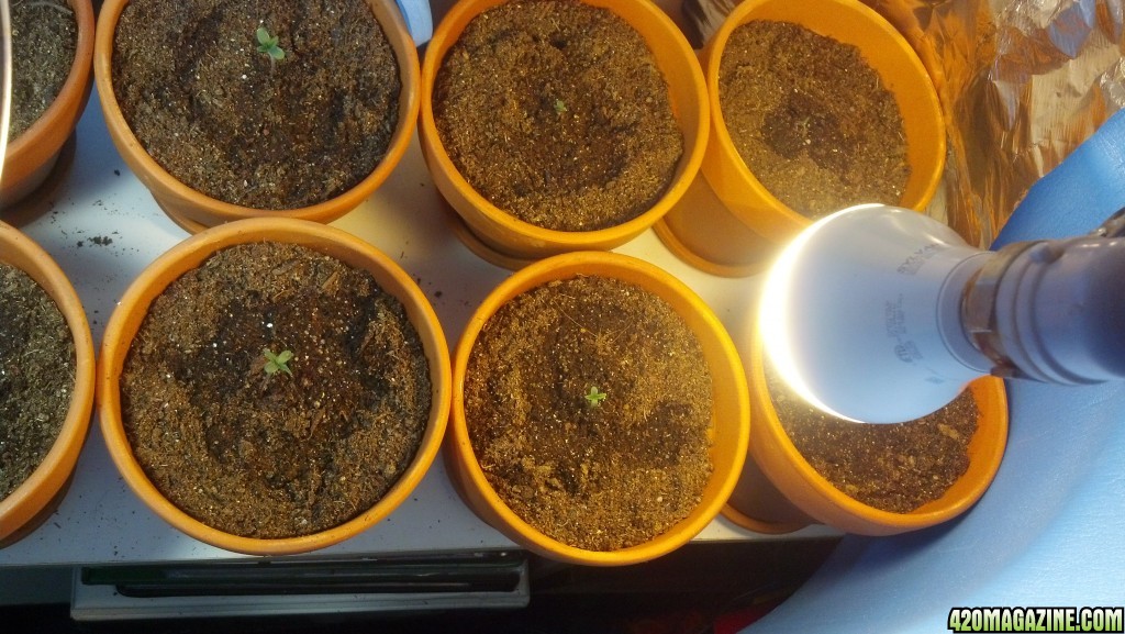 First Outdoor Grow - Seedlings