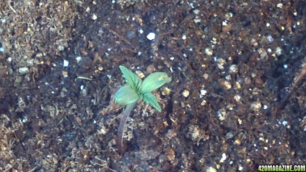 First Outdoor Grow - Seedlings