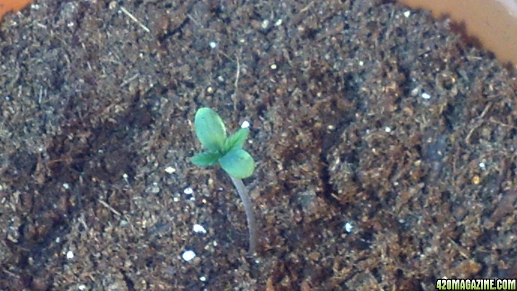 First Outdoor Grow - Seedlings