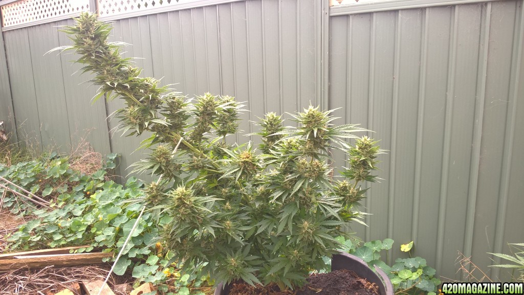 First outdoor grow south east Australia.