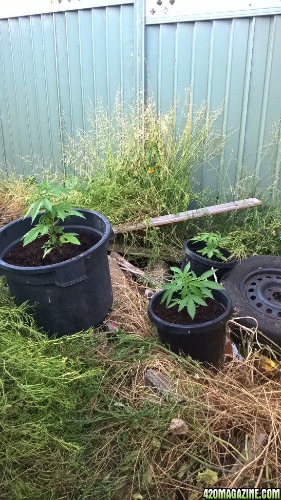 First outdoor grow