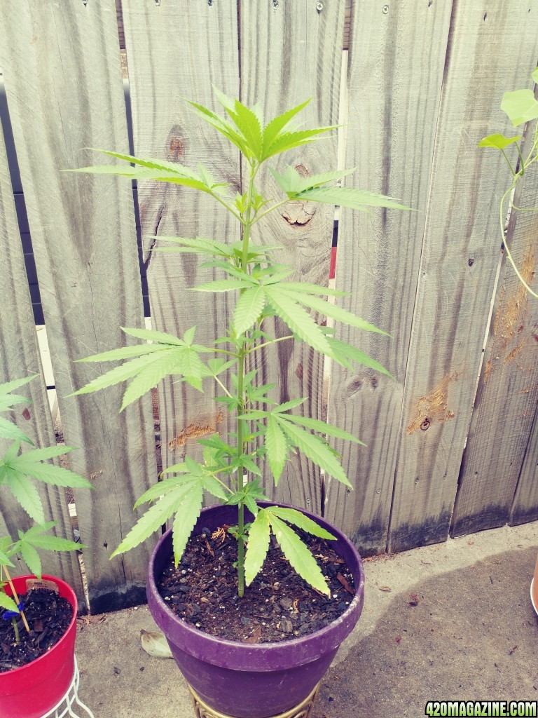 First outdoor grow