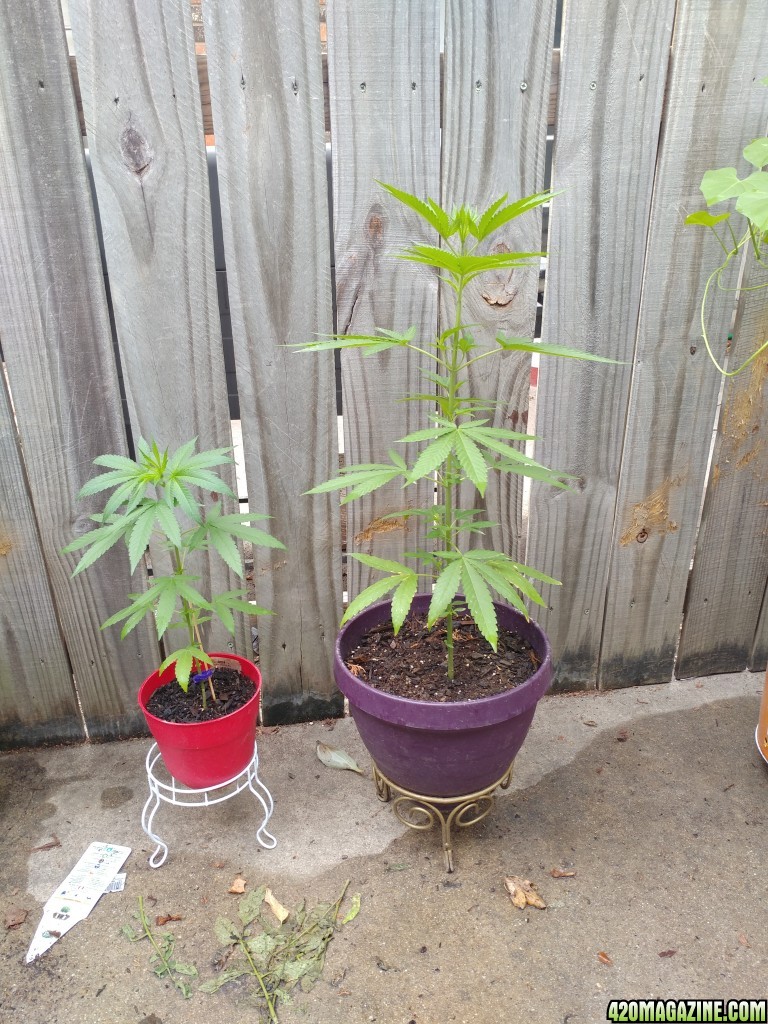 First outdoor grow