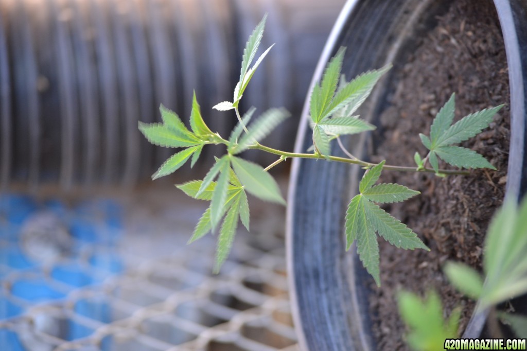 First Outdoor Grow