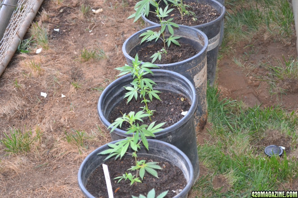 First Outdoor Grow