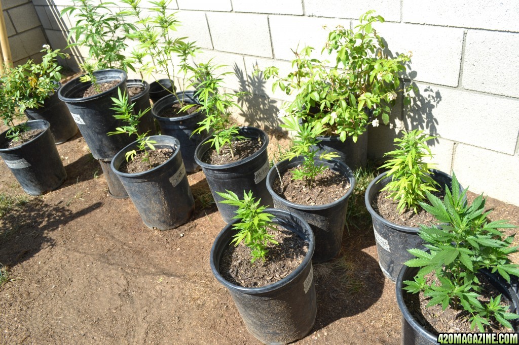 First Outdoor Grow