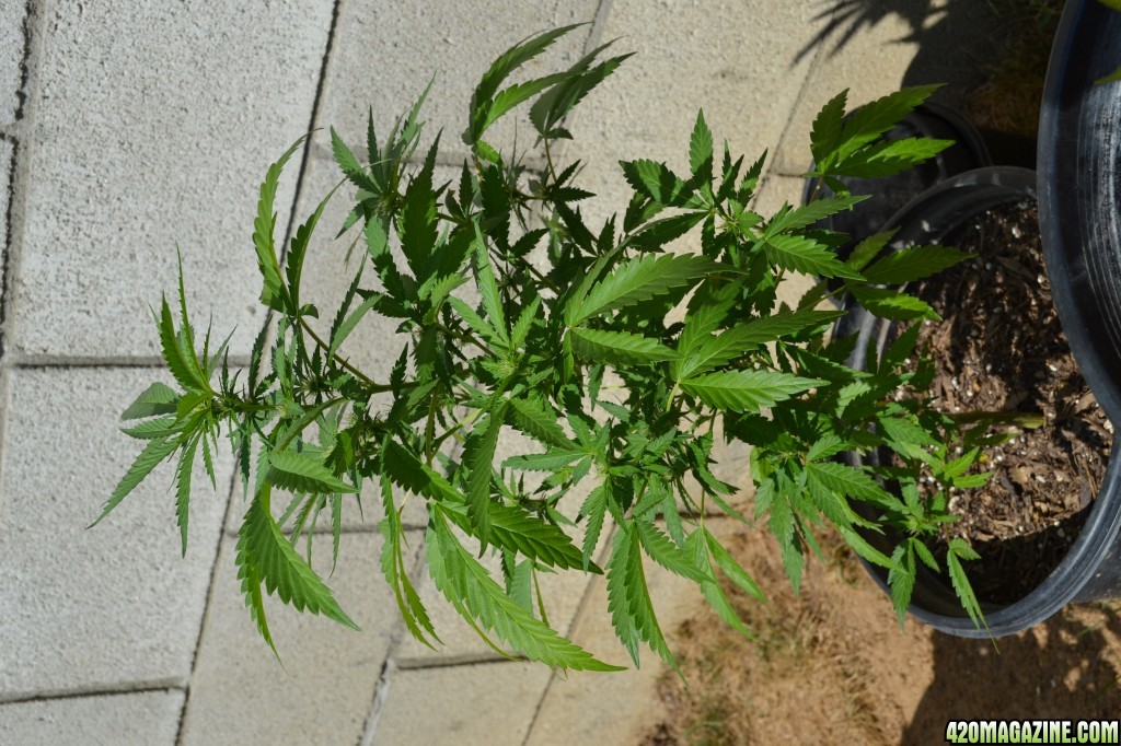 First Outdoor Grow