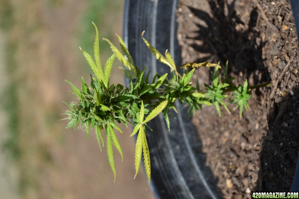 First Outdoor Grow