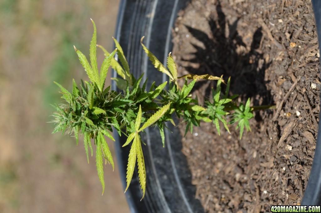 First Outdoor Grow