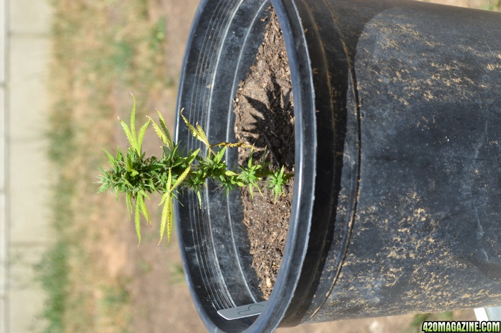 First Outdoor Grow