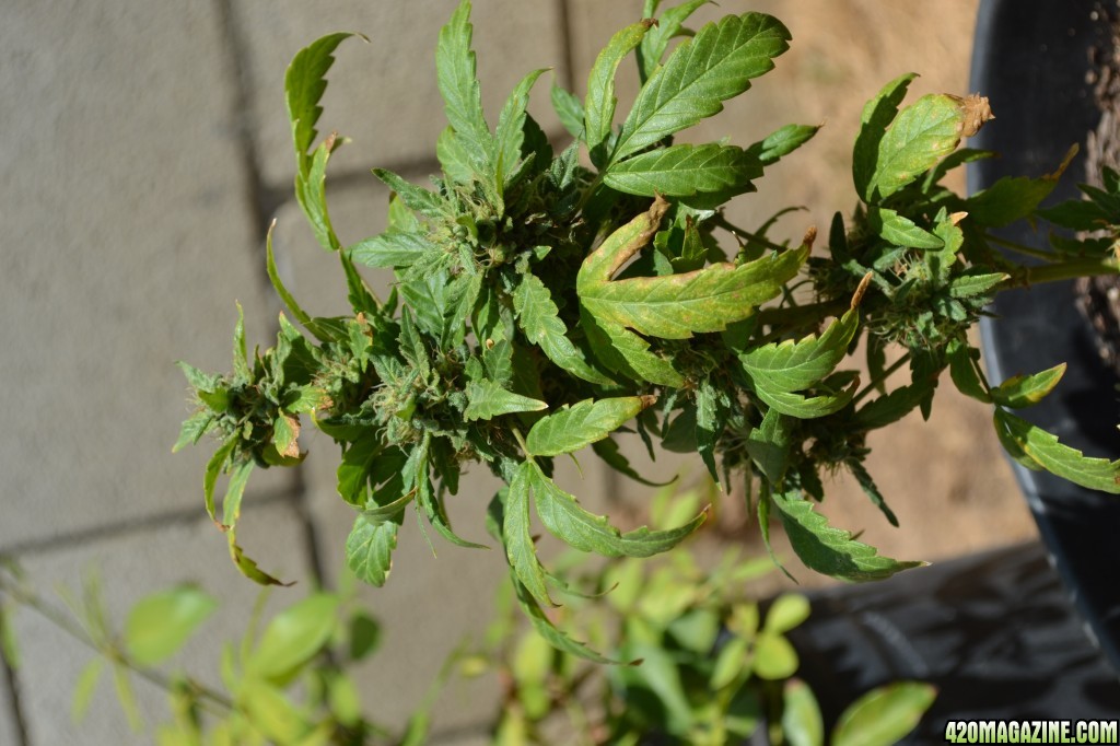 First Outdoor Grow