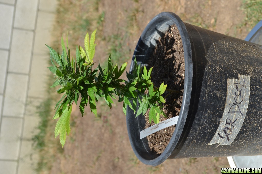 First Outdoor Grow