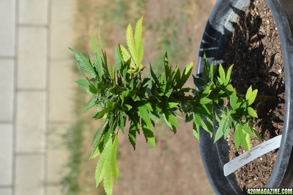 First Outdoor Grow