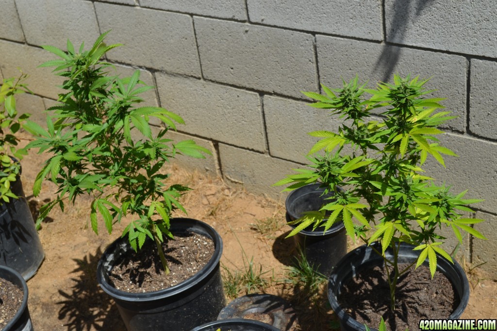 First Outdoor Grow