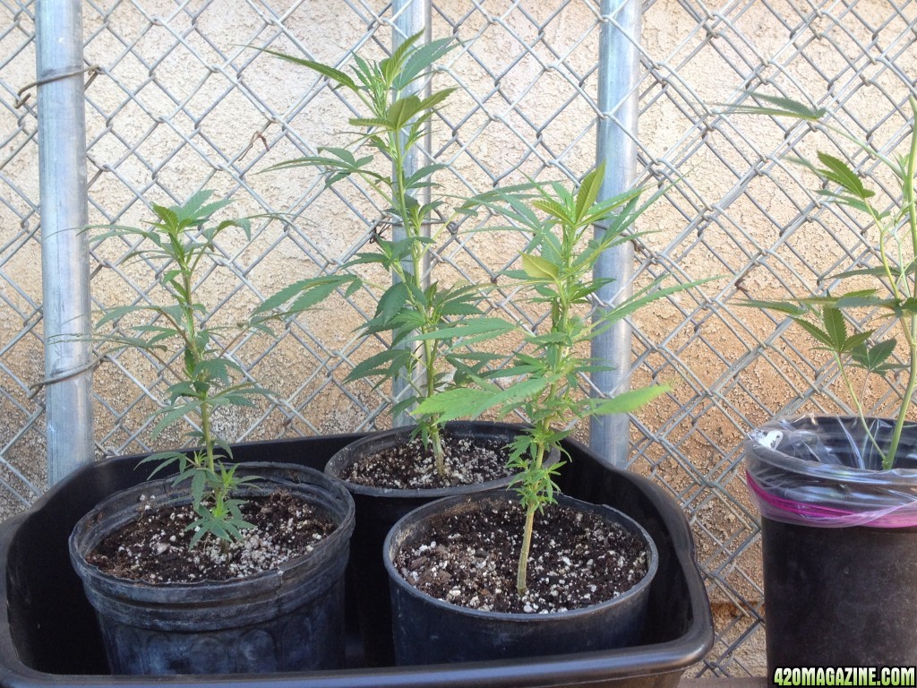 First Outdoor Grow