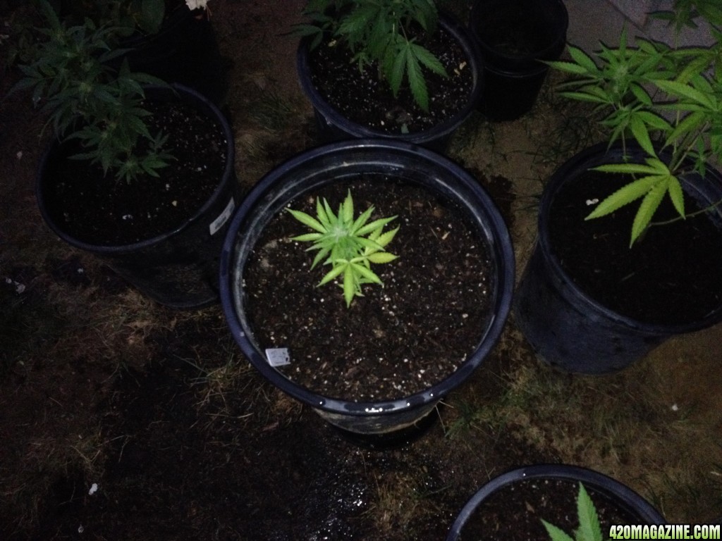 First Outdoor Grow