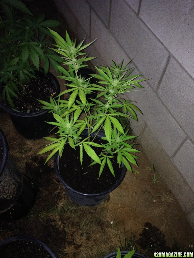 First Outdoor Grow