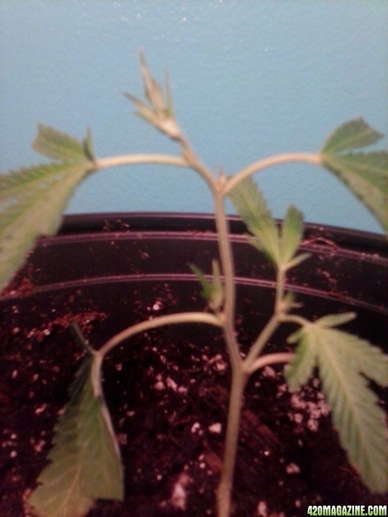 first plant at two weeks