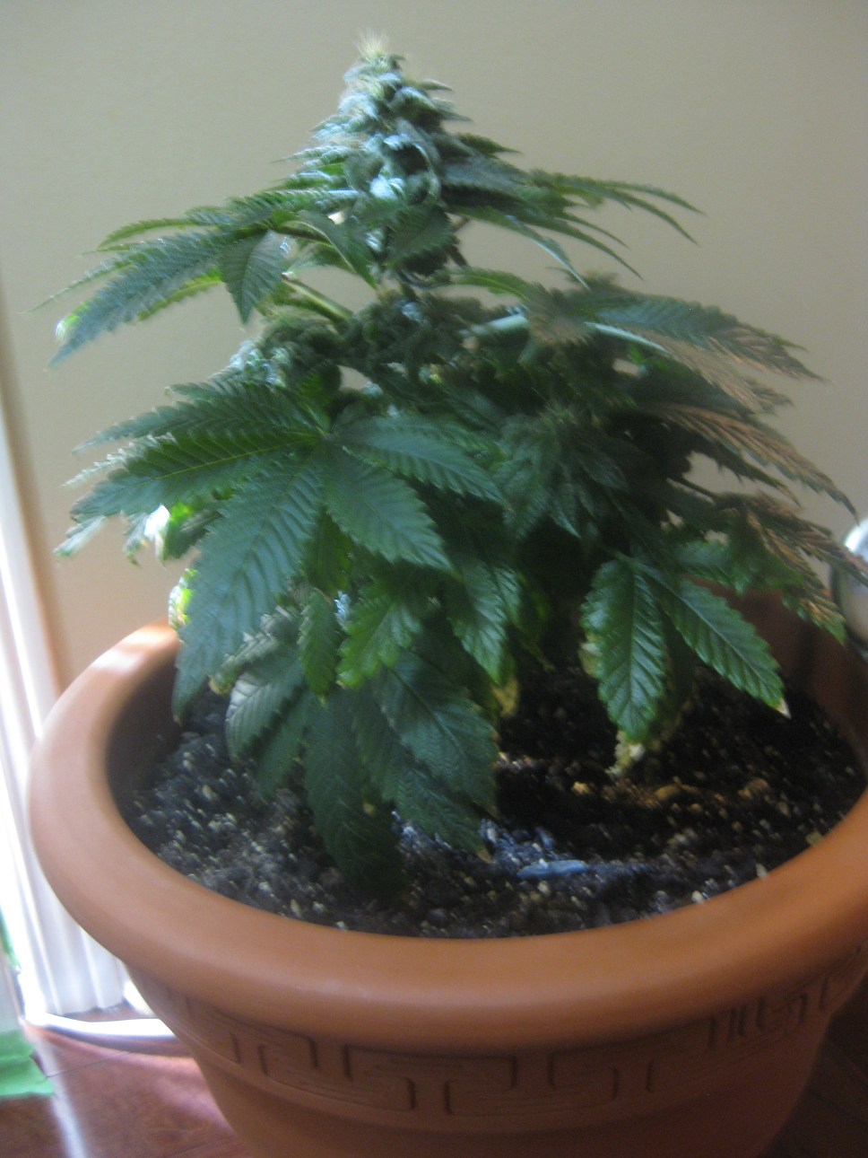 first plant bubba.png