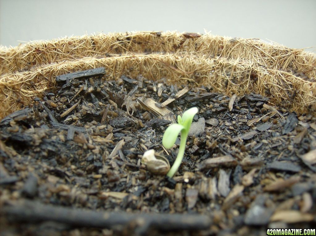 First plant Day 3