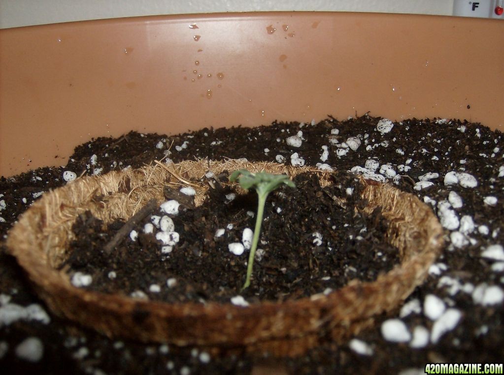 First plant, day 7