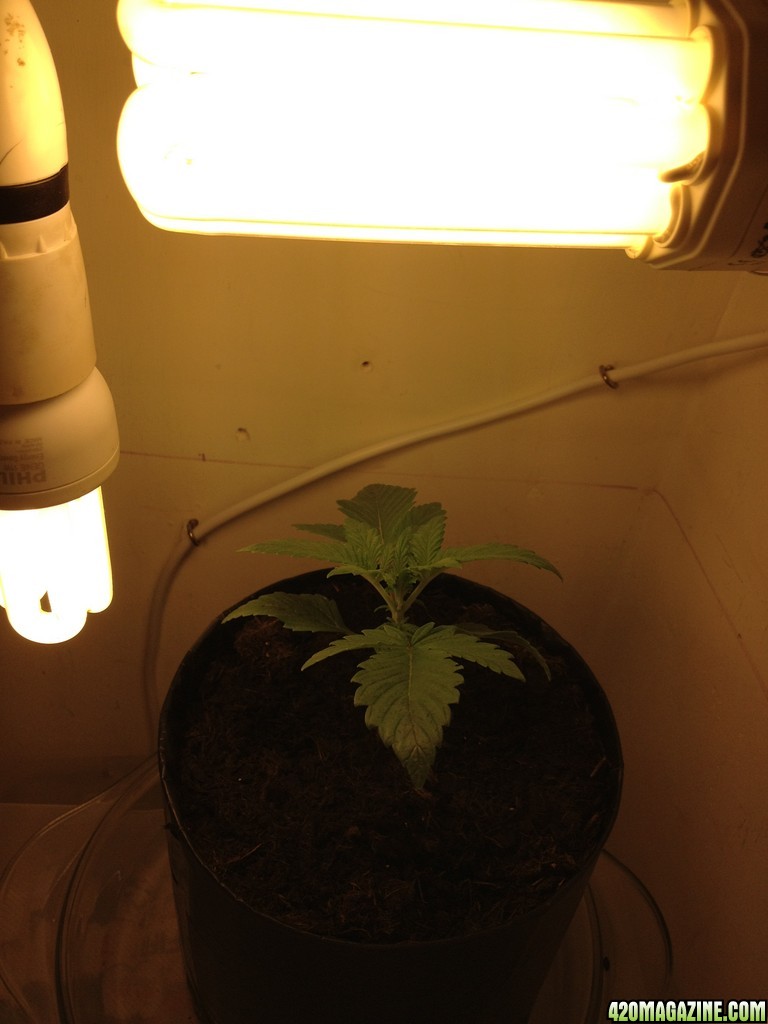 FIRST PLANT