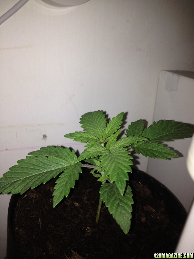 FIRST PLANT