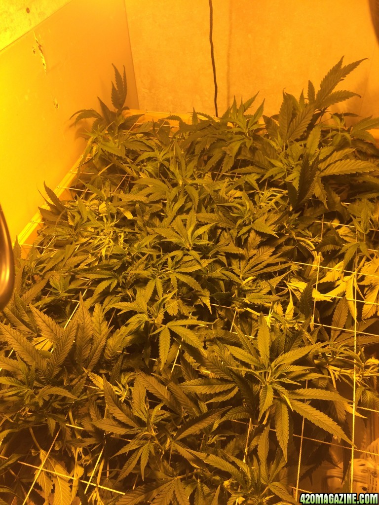 First scrog attempt