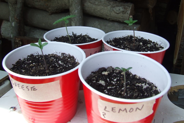 first seedlings may 29.jpg