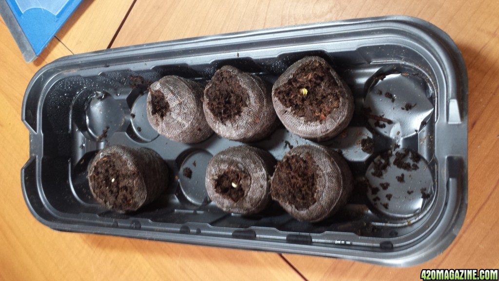 First seedlings
